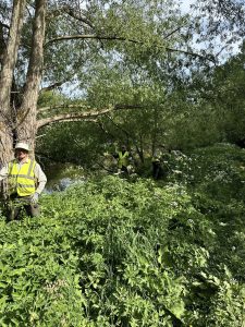 Read more about the article Second balsam bash of 2025